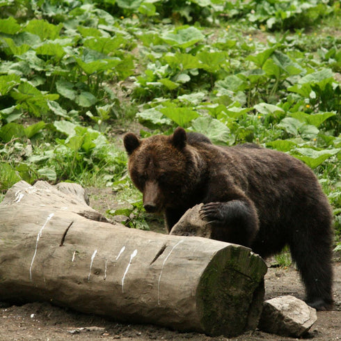 Bear watching langa Zarnesti
