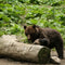 Bear watching langa Zarnesti