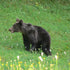 Bear watching langa Zarnesti