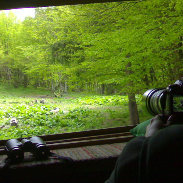 Observator ursi langa Brasov