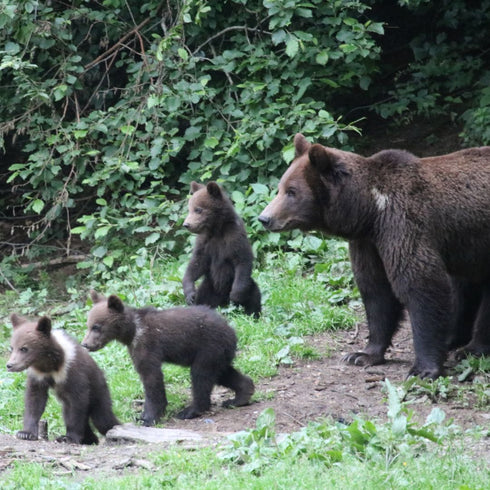 Bear watching langa Zarnesti