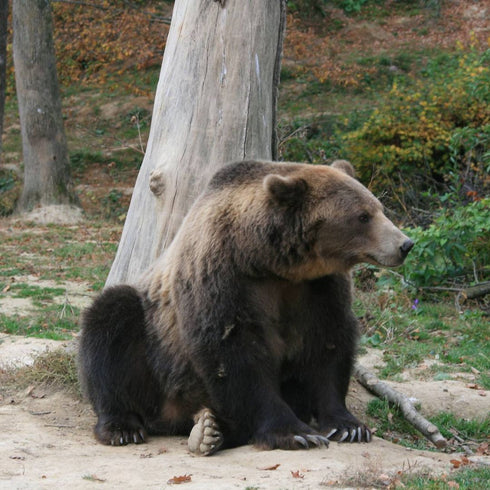 Safari near Brașov - Brown Bear Watching in the Wild