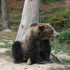 Safari near Brașov - Brown Bear Watching in the Wild