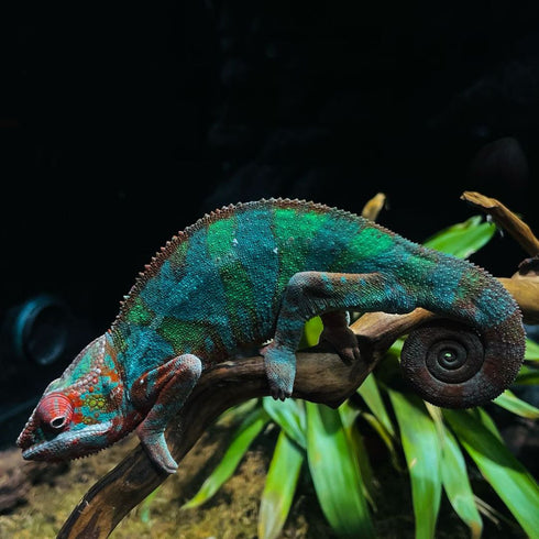 Vizita intr-un parc de reptile din Bucuresti