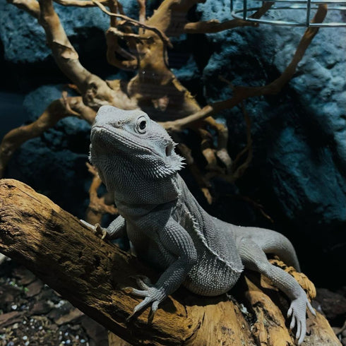 Vizita intr-un parc de reptile din Bucuresti