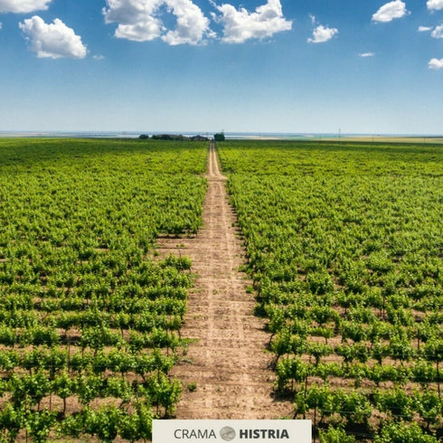 Degustare de vin la Crama Histria