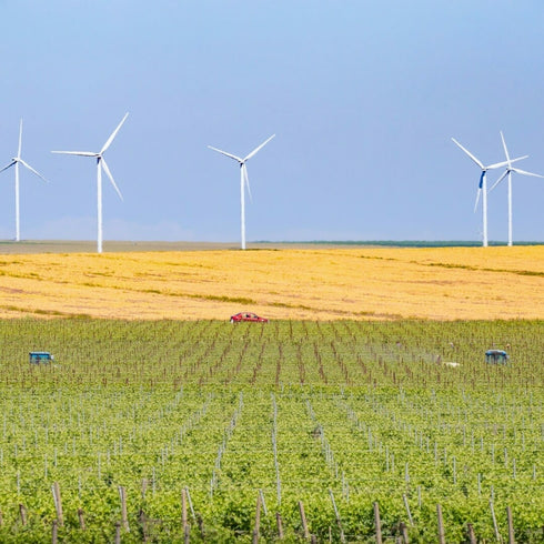 Degustare de vin la Crama Histria