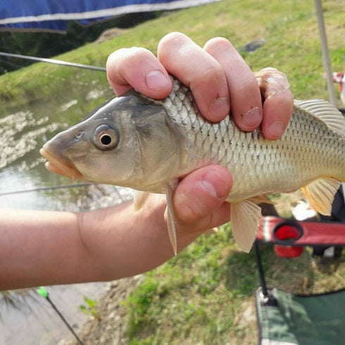 Glamping & Fishing in Maramures