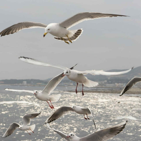 Zbor demonstrativ in Tuzla cu un avion de 3 pasageri