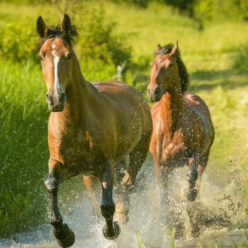 Riding packages during the week