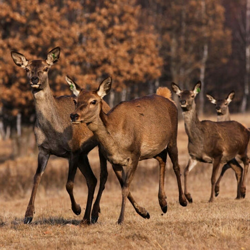 Escapada de weekend in Muntii Harghita