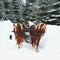 Horse-drawn wagon or sleigh rides in the Ghimesului area