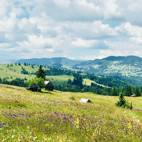 Horse-drawn wagon or sleigh rides in the Ghimesului area