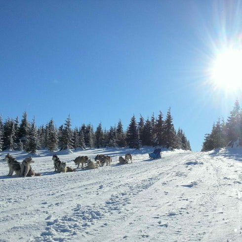 Aventura cu sania trasa de caini