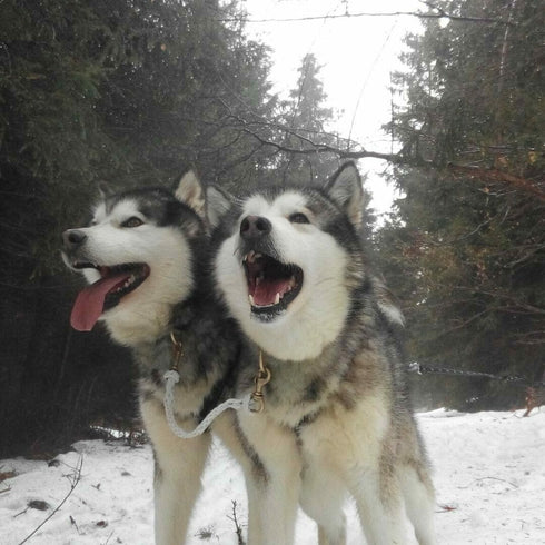 Aventura cu sania trasa de caini