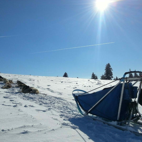 Aventura cu sania trasa de caini