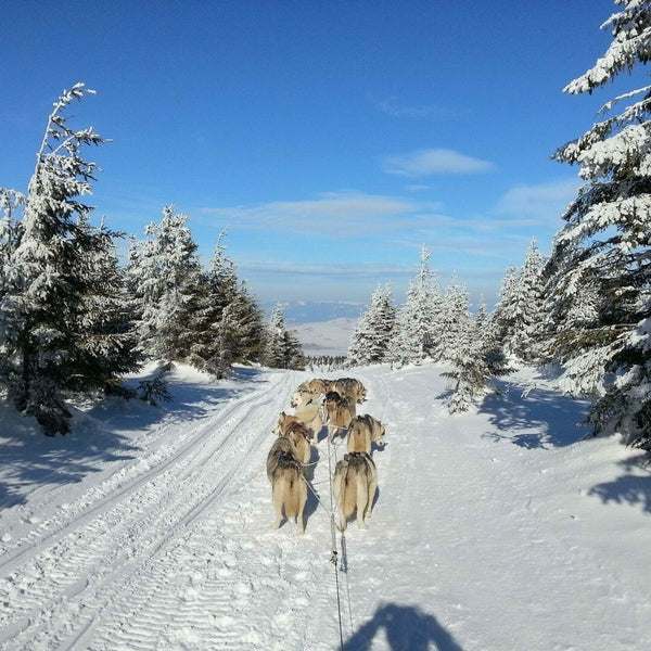 The dog sled adventure