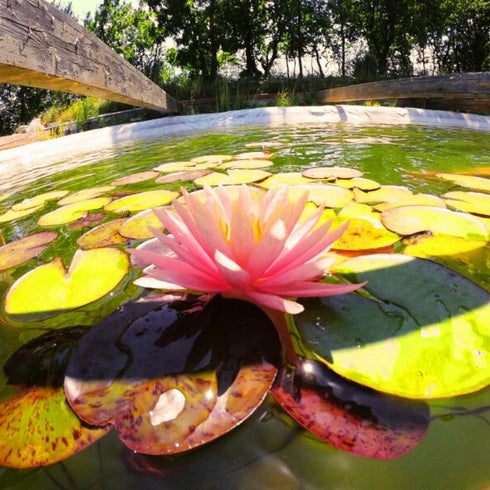 Beraria subacvatica - hai la o bere la adancime!