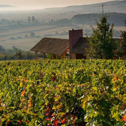 Degustare de vin la Crama Catleya