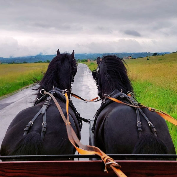 Carriage ride - Bran area