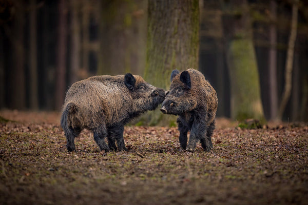 Aventuri salbatice: Cum sa observi animale in natura