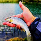 Cadou pescari "Meet and Greet the Fish" - 2 zile Fagaras