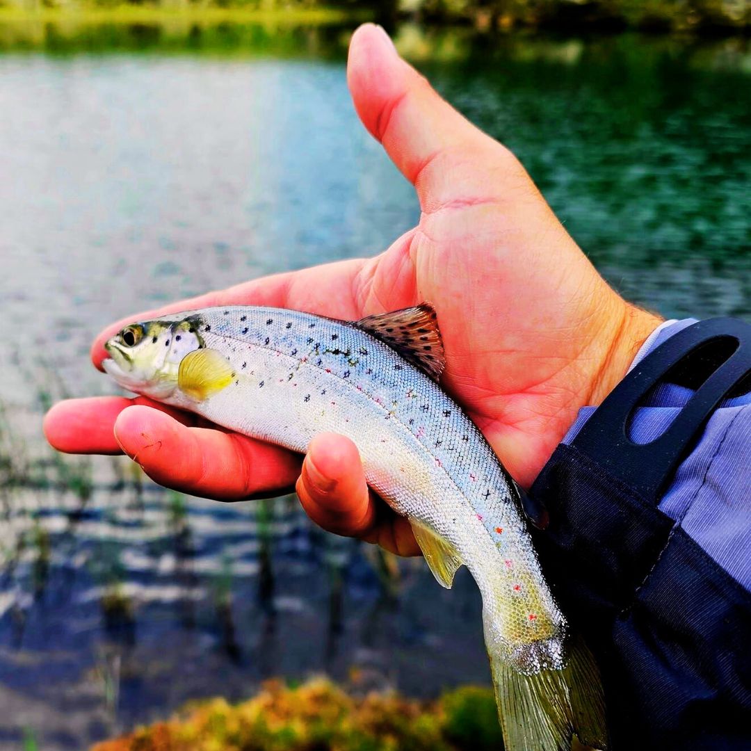 Cadou pescari "Meet and Greet the Fish" - 2 zile Fagaras