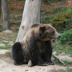 Safari lângă Brașov - Observarea ursilor în sălbăticie