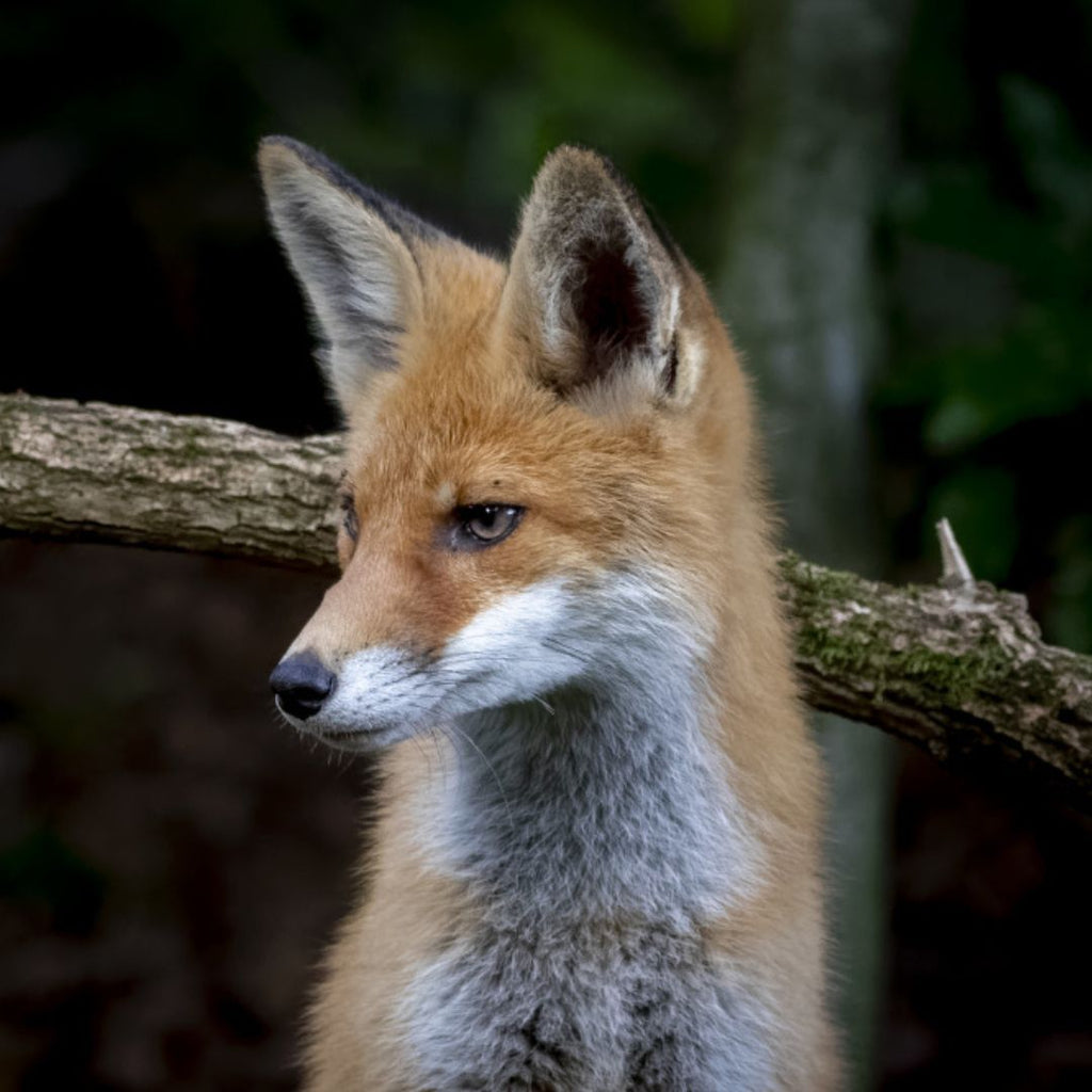 Safari lângă Brașov - Observarea ursilor în sălbăticie