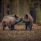 Safari lângă Brașov - Observarea ursilor în sălbăticie