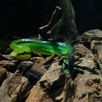 Parc de reptile Bucuresti - Reptiland cu 45+ specii | CadouriPerfecte