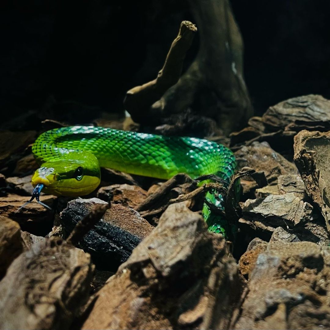 Parc de reptile Bucuresti - Reptiland cu 45+ specii | CadouriPerfecte