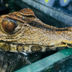 Parc de reptile Bucuresti - Reptiland cu 45+ specii | CadouriPerfecte