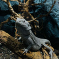 Parc de reptile Bucuresti - Reptiland cu 45+ specii | CadouriPerfecte
