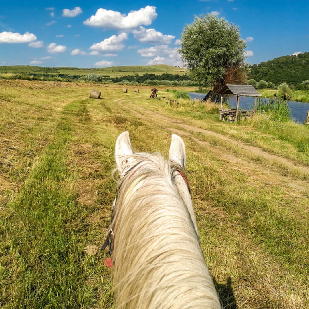 O zi la cai - experiență completă la fermă