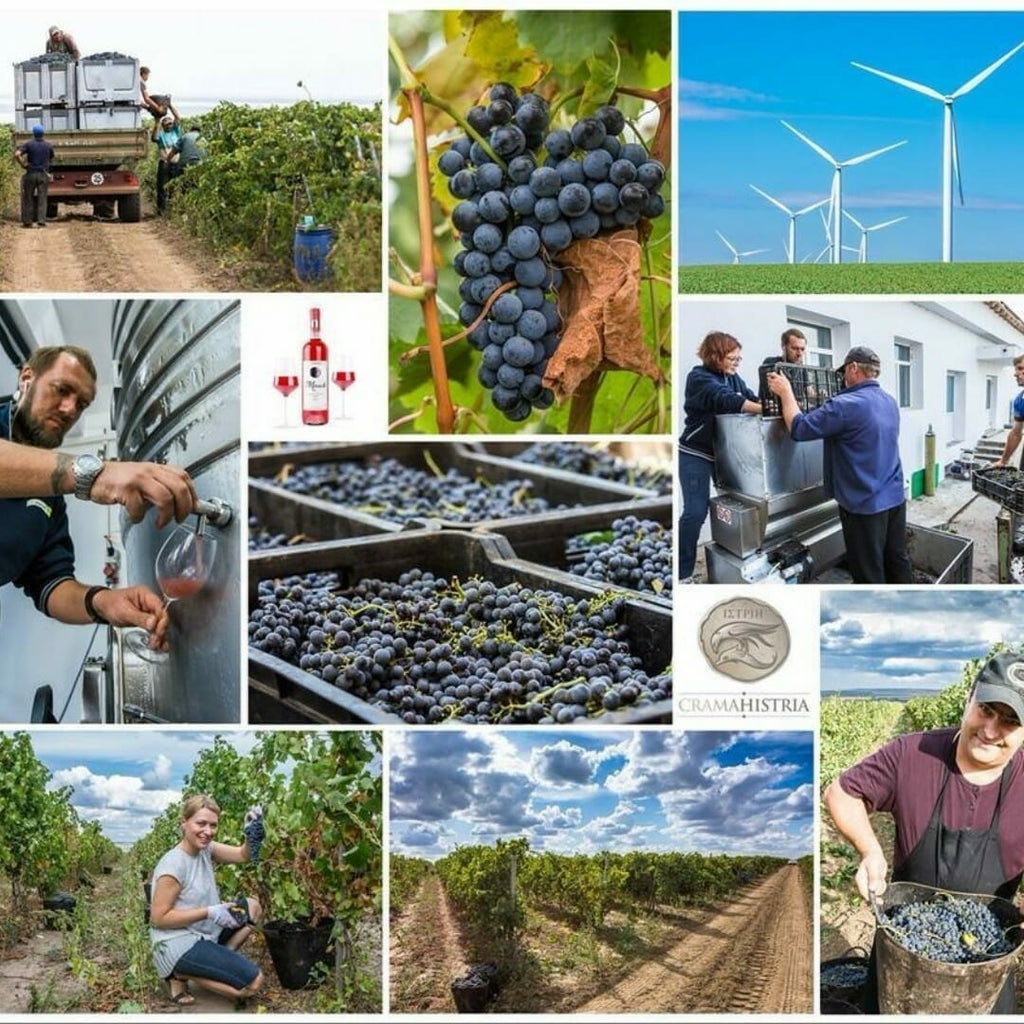 Degustare de vin la Crama Histria