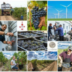 Degustare de vin la Crama Histria