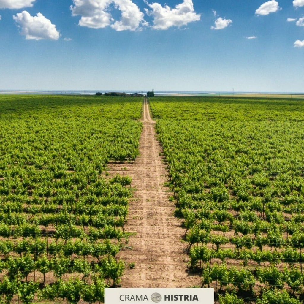 Degustare de vin la Crama Histria