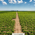 Degustare de vin la Crama Histria