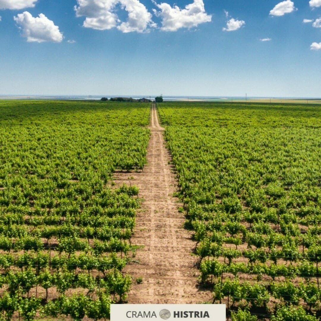 Degustare de vin la Crama Histria