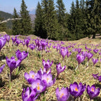 Traseu calare cu picnic in Muscel