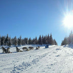 The dog sled adventure